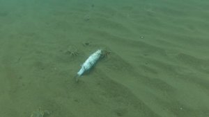 Что важнее, пожрать или подраться?