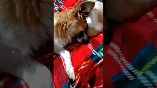 Доброе утро ☀️ 
Утренней нежности вам от наших хвостиков 🐕🐈🧡
Джульетта и Злата 🧡🤗🐕🐈