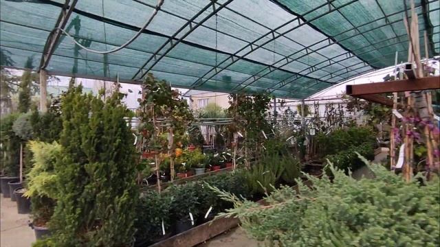 Можно в Анапе купить взрослые растения для участка?/Озеленение участка/Недвижимость Анапа/Анапа дом