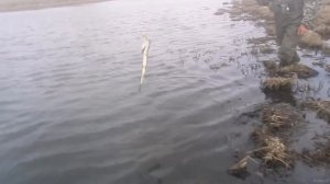 Lucky Craft  Classical Minnow