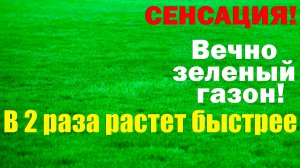 Идеальный газон. Новый способ выращивания.