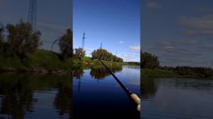 Ловля окуня на отводной поводок!