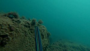 Горбыль Кефаль Зубарик Подводная охота в Черном море