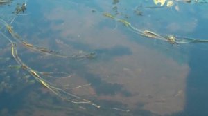 Воблер chubby F38 всегда выручает