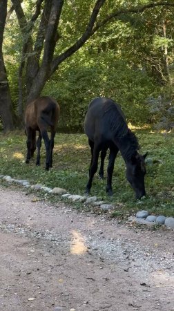 Встреча с лошадками в Кисловодском парке