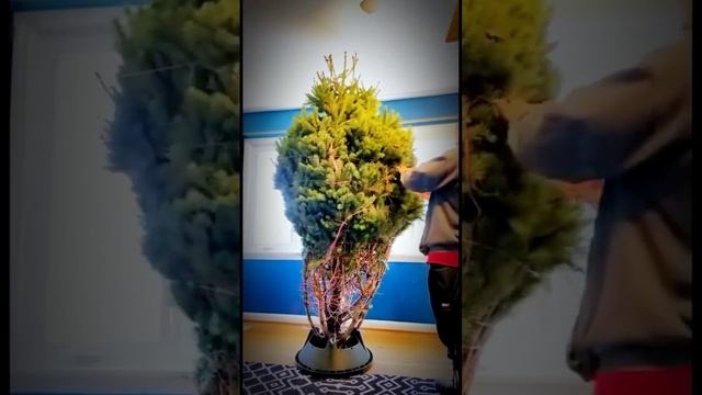 #funny #funnyvideo #fun #merrychristmas