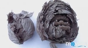 Дачные страшилки / Осиное гнездо