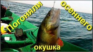 Погоняли осеннего окушка