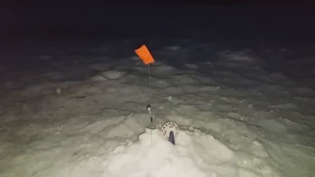 Оставил жерлиц на ночь смотреть онлайн