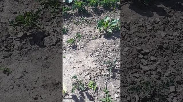 Д 1  Экскурсия по коллекционному участку