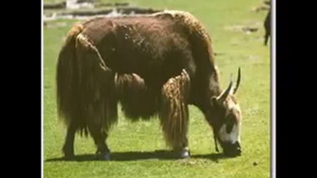 Freight Train смотреть онлайн