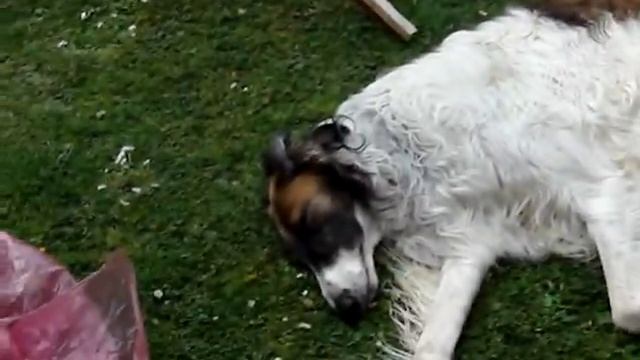 REUBENS & MORRIGAN - BORZOI & CROW смотреть онлайн