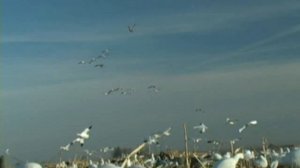 Snow Goose Hunting with Rotary Machines