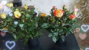 Какая красота