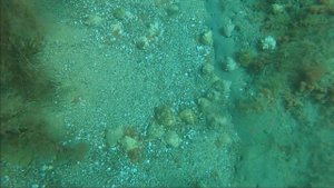 Сбор рапанов в Черном море. Подводная охота.