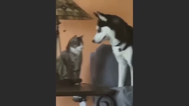 Попробуй не засмеяться, удивительно смешные кошечки и собачки, часть 20