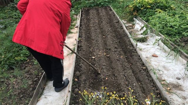 Осенняя посадка лука в зиму. Октябрь 2024 г.