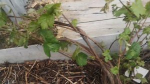 Мульчирую виноград в траншее.