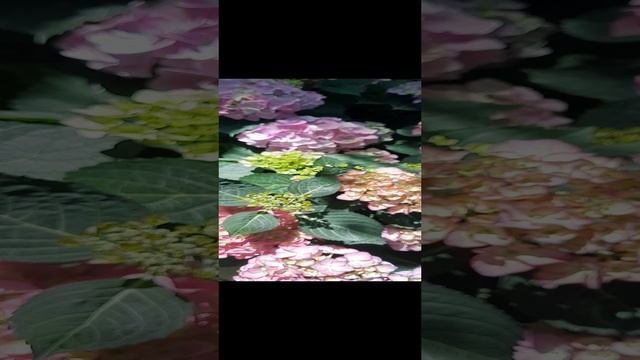 Гортензия крупнолистная