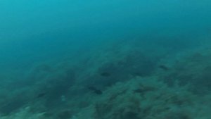 ШКВАЛ. ПОДВОДНАЯ ОХОТА В ЧЕРНОМ МОРЕ.