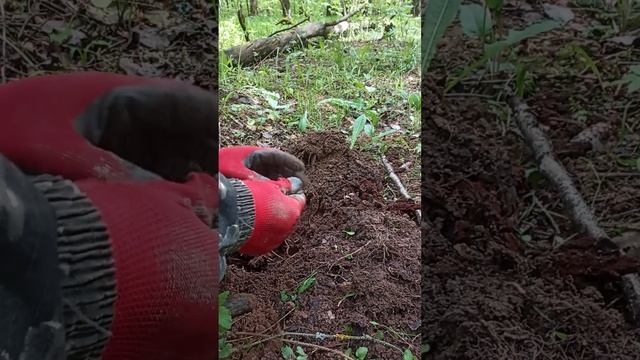 Какалик мертв? #Коп2024 #Находки #Поискмонет #metaldetecting #minelab #комрад #Коп #РИ #монеты #md