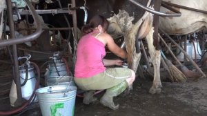 Российская животноводческая ферма в 21 веке