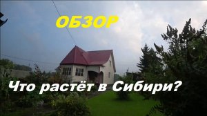 Обзор, что растет в Сибири?