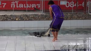 Шоу крокодилов. Maerim Crocodile Show Chiang Mai, Thailand