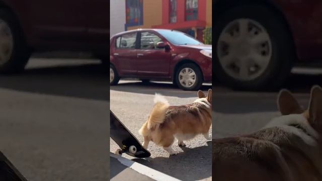 Корги Марти на скейте. Полное видео на канале #коржмарти #корги #собака #животные #corgi #dog