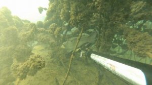 Сом Горыныч. Подводная охота на сома.