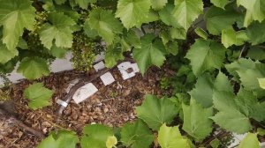 Виноград и многолетняя древесина. Формировка спиралью.