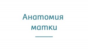 Анатомия матки