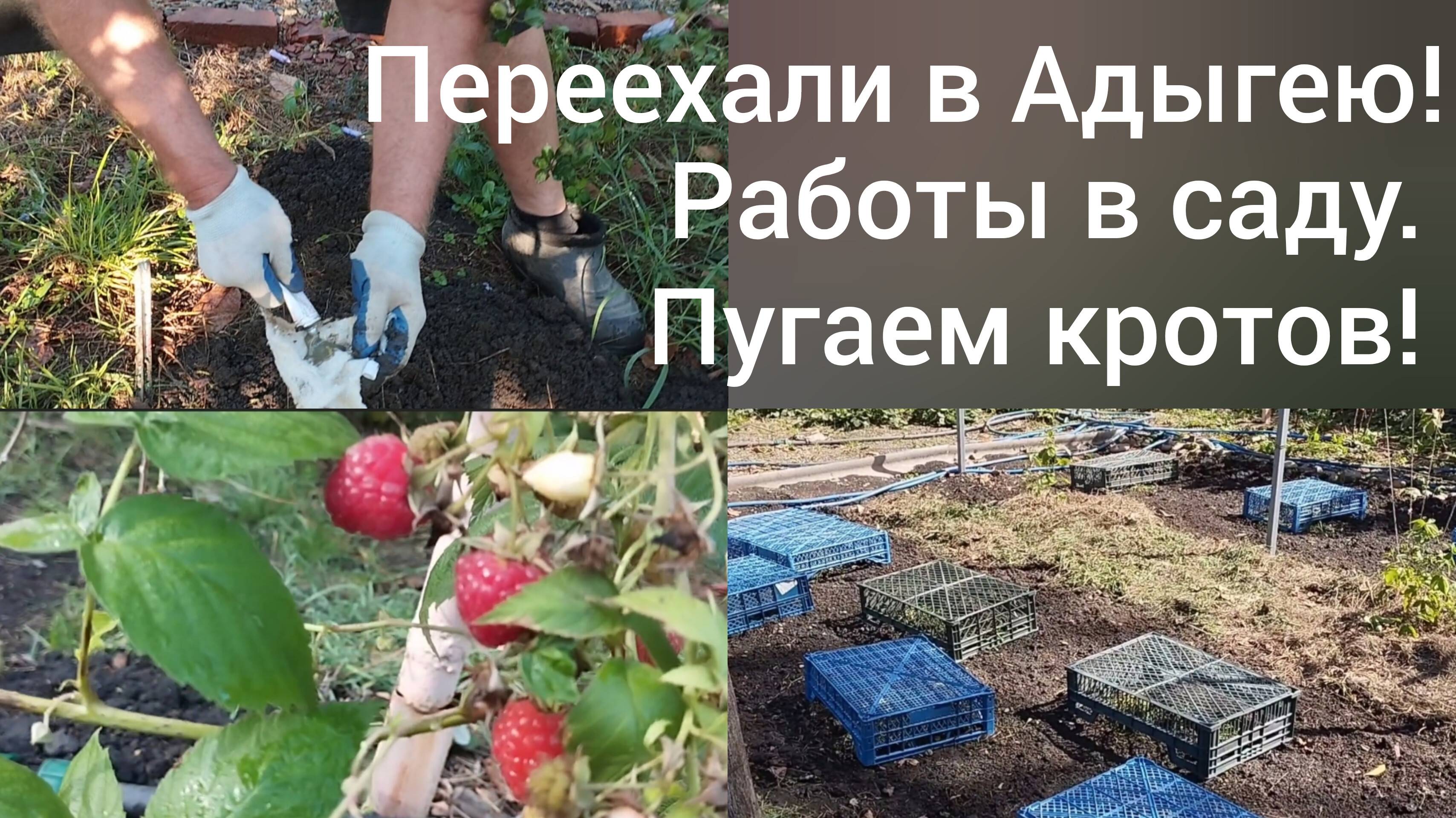 Живем в Адыгее/Как отпугнуть кротов/Посадили актинидию/Работа в саду в октябре/ смотреть онлайн