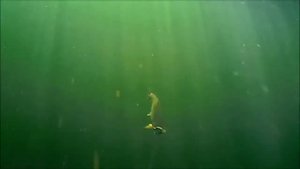 eMinnow fishing compilation