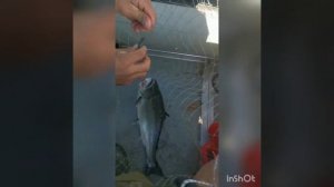 Ловля симы на оснащённую троллинговую блесну TF-119 от Mr. Musurok (Владивосток)