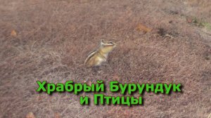 Храбрый Бурундук и Птицы