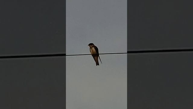 Деревенские ласточки или музыка проводов.