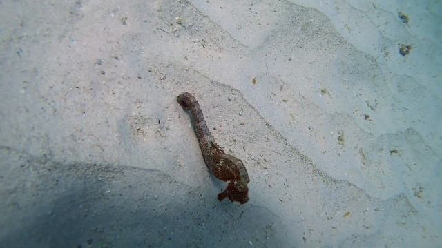 Costa Magica круиз 10-24.01.2020 Карибы смотреть онлайн