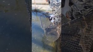 Выращивание рыбы в садках. Волжская стерлядь. #vlog #viral ￼￼￼