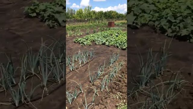 4 июля 2021 г. смотреть онлайн