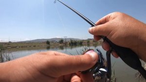 დიდ ქორჭილაზე თევზაობა 2022 Favorite Black Swan.