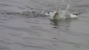 Щупак на поппер Yo-Zuri Arms Popper Micro