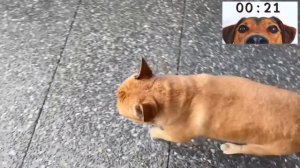 5 Layered Metal Mirrored Cube - Nordic Gold Bronze - ASMR Metal Melting - BigStackD Casting Copper