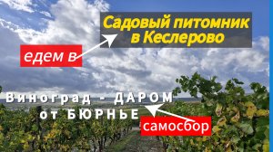 Собираем ВИНОГРАД.Едем в ПИТОМНИК.Бюрнье.Кеслерово