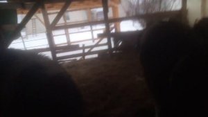 Решил кормить без отрубей.