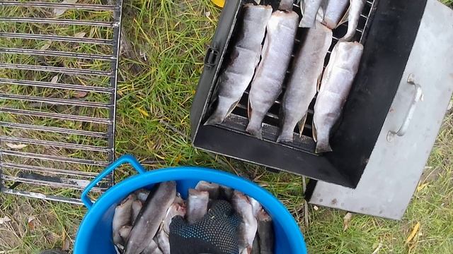 Копчение щурогайки в переносной коптильни.