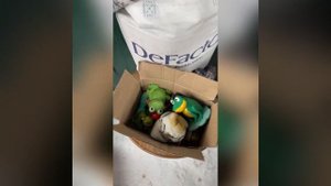 Репортаж с барахолки / Ольга Платонова поход на барахолку