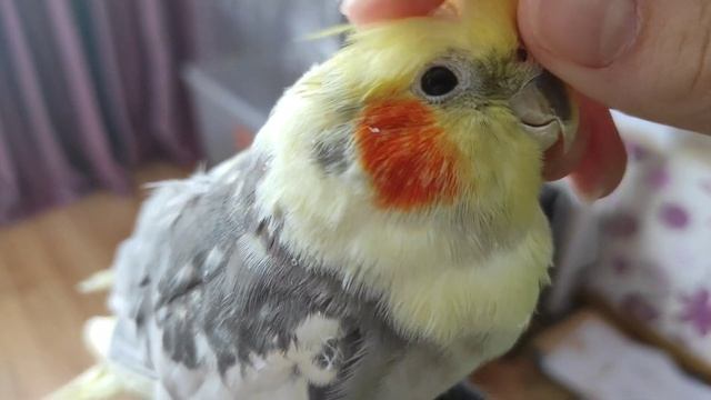 Чешу попугая кореллу!!!