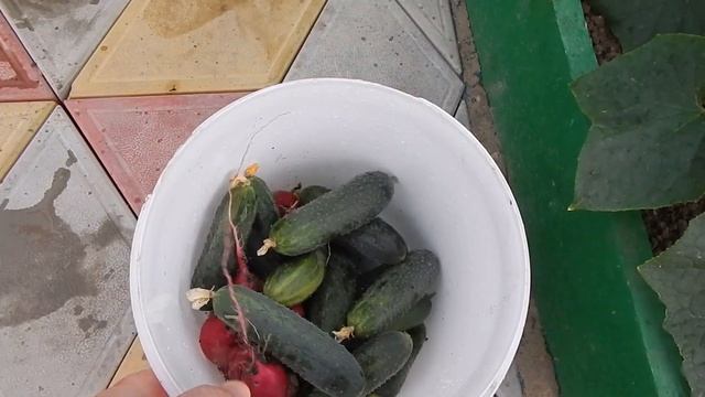 #Анапа#Гостагаевская Помидоры поспели, снимаем урожай смотреть онлайн