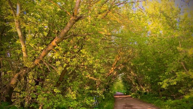 Пение Соловья солнечным майским утром • Звуки природывья майским утром